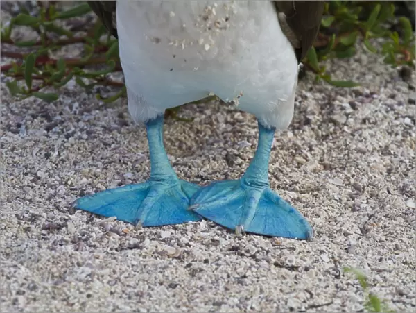 Blue-footed booby (Sula nebouxii), North Seymour Island, Galapagos Islands, Ecuador, South America