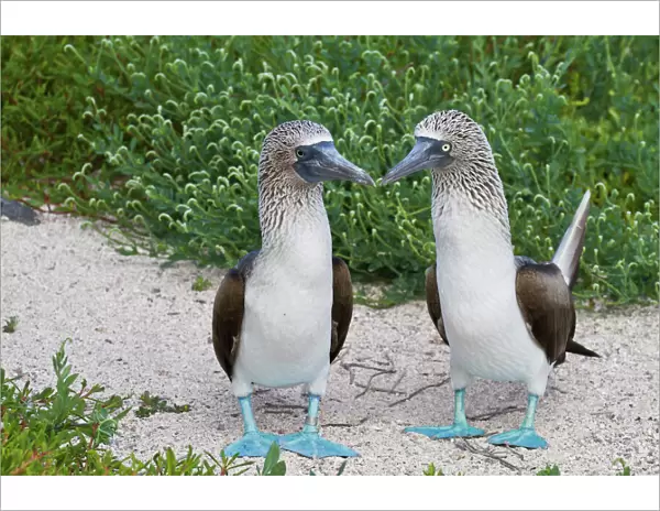 Blue-footed booby (Sula nebouxii) pair, North Seymour Island, Galapagos Islands, Ecuador, South America