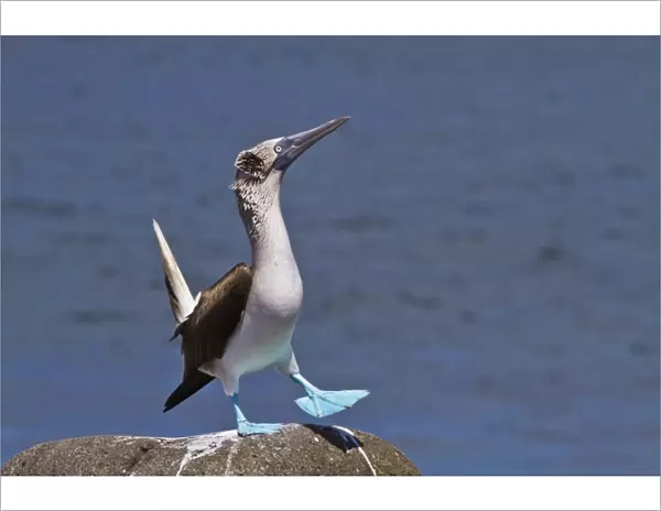 Blue-footed booby (Sula nebouxii) male, North Seymour Island, Galapagos Islands, Ecuador, South America