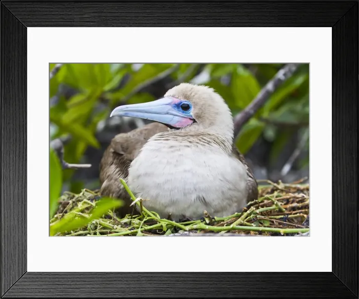 Framed Print : Adult dark morph red-footed booby (Sula sula), Genovesa Island, Galapagos Islands, Ecuador, South America Framed Print : Adult dark morph red-footed booby (Sula sula), Genovesa Island, Galapagos Islands, Ecuador, South America