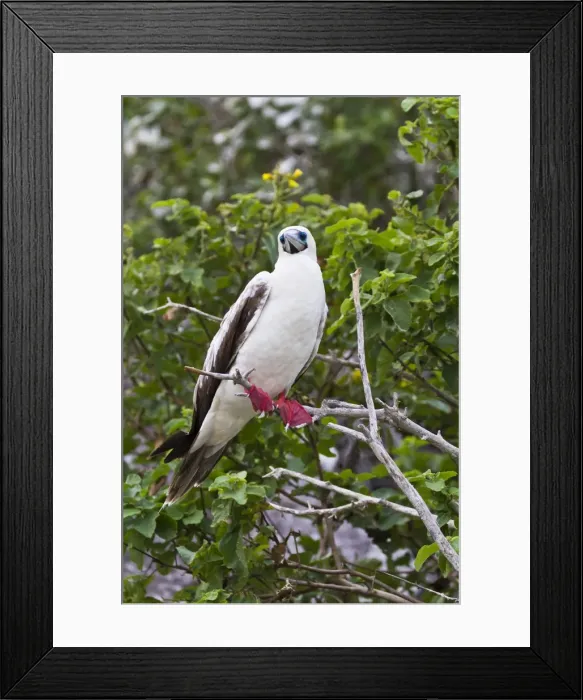 Framed Print : Adult white morph red-footed booby (Sula sula), Genovesa Island, Galapagos Islands, Ecuador, South America Framed Print : Adult white morph red-footed booby (Sula sula), Genovesa Island, Galapagos Islands, Ecuador, South America