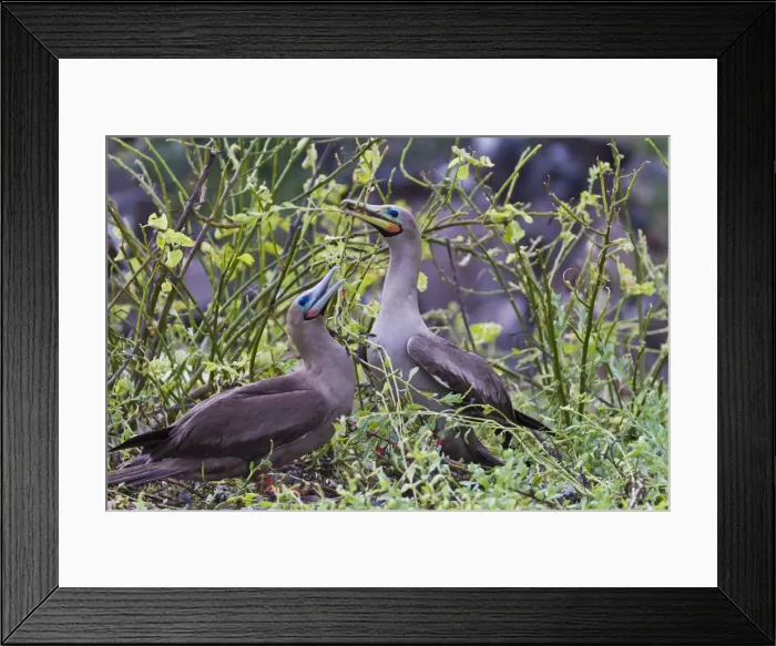 Framed Print : Adult dark morph red-footed boobies (Sula sula), Genovesa Island, Galapagos Islands, Ecuador, South America Framed Print : Adult dark morph red-footed boobies (Sula sula), Genovesa Island, Galapagos Islands, Ecuador, South America