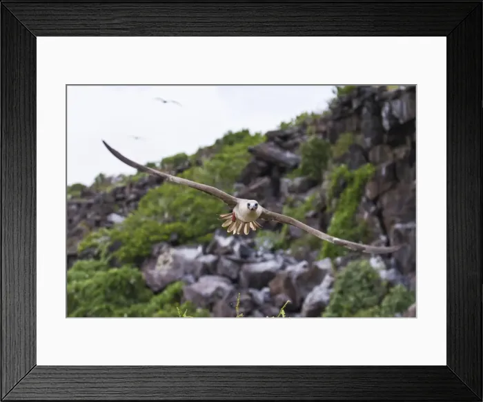 Framed Print : Adult dark morph red-footed booby (Sula sula) in flight, Genovesa Island, Galapagos Islands, Ecuador, South America Framed Print : Adult dark morph red-footed booby (Sula sula) in flight, Genovesa Island, Galapagos Islands, Ecuador, South America