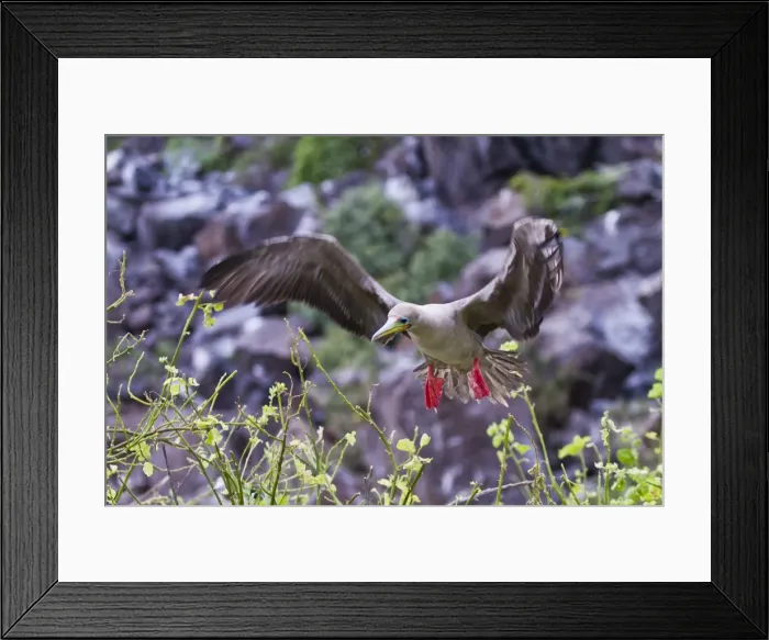 Framed Print : Adult dark morph red-footed booby (Sula sula) in flight, Genovesa Island, Galapagos Islands, Ecuador, South America Framed Print : Adult dark morph red-footed booby (Sula sula) in flight, Genovesa Island, Galapagos Islands, Ecuador, South America
