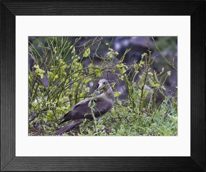 Framed Print : Adult dark morph red-footed booby (Sula sula) with nesting material, Genovesa Island, Galapagos Islands, Ecuador, South America Framed Print : Adult dark morph red-footed booby (Sula sula) with nesting material, Genovesa Island, Galapagos Islands, Ecuador, South America