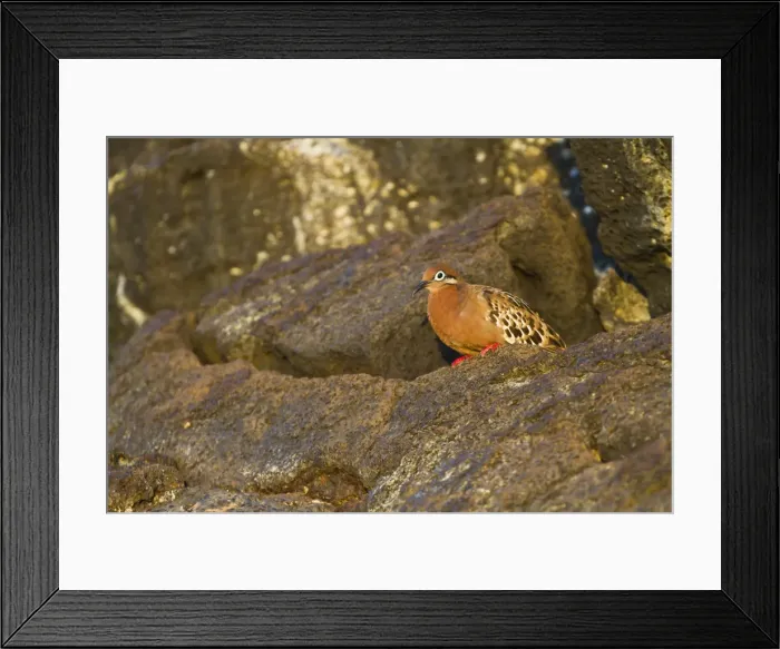 Framed Print : Galapagos dove (Zenaida galapagoensis), Puerto Egas, Santiago Island, Galapagos Islands, Ecuador, South America Framed Print : Galapagos dove (Zenaida galapagoensis), Puerto Egas, Santiago Island, Galapagos Islands, Ecuador, South America