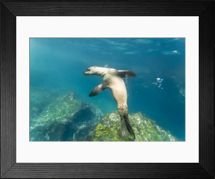 Framed Print : Galapagos sea lion (Zalophus wollebaeki) underwater, Tagus Cove, Isabela Island, Galapagos Islands, Ecuador, South America Framed Print : Galapagos sea lion (Zalophus wollebaeki) underwater, Tagus Cove, Isabela Island, Galapagos Islands, Ecuador, South America
