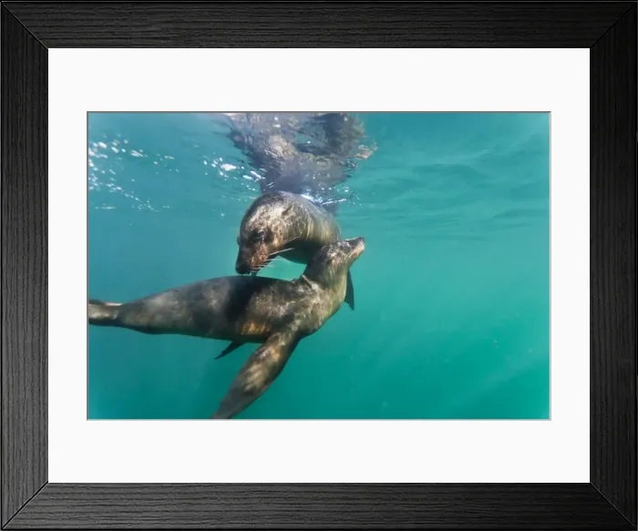 Framed Print : Galapagos sea lions (Zalophus wollebaeki) underwater, Tagus Cove, Isabela Island, Galapagos Islands, Ecuador, South America Framed Print : Galapagos sea lions (Zalophus wollebaeki) underwater, Tagus Cove, Isabela Island, Galapagos Islands, Ecuador, South America