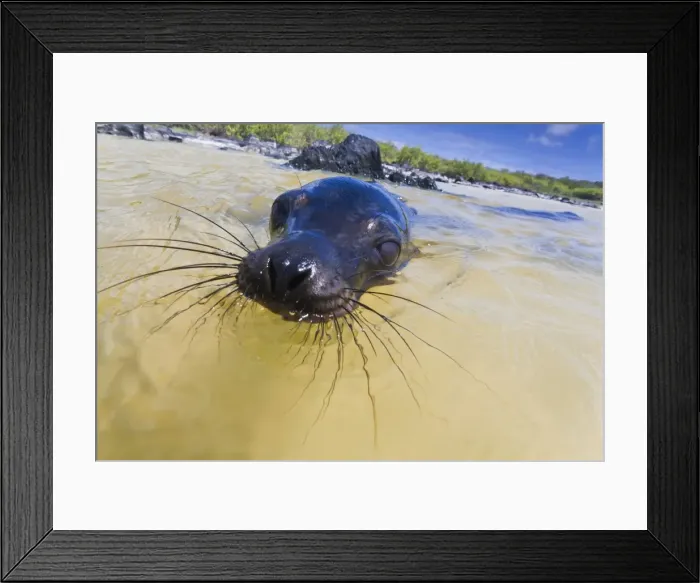 Framed Print : Galapagos sea lion (Zalophus wollebaeki) pup, Gardner Bay, Espanola Island, Galapagos Islands, UNESCO World Heritage Site, Ecuador, South America Framed Print : Galapagos sea lion (Zalophus wollebaeki) pup, Gardner Bay, Espanola Island, Galapagos Islands, UNESCO World Heritage Site, Ecuador, South America