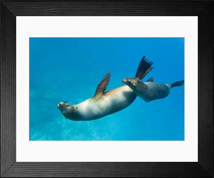 Framed Print : Galapagos sea lions (Zalophus wollebaeki) underwater, Champion Island, Galapagos Islands, Ecuador, South America Framed Print : Galapagos sea lions (Zalophus wollebaeki) underwater, Champion Island, Galapagos Islands, Ecuador, South America