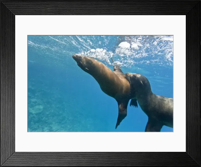Framed Print : Galapagos sea lions (Zalophus wollebaeki) underwater, Champion Island, Galapagos Islands, Ecuador, South America Framed Print : Galapagos sea lions (Zalophus wollebaeki) underwater, Champion Island, Galapagos Islands, Ecuador, South America
