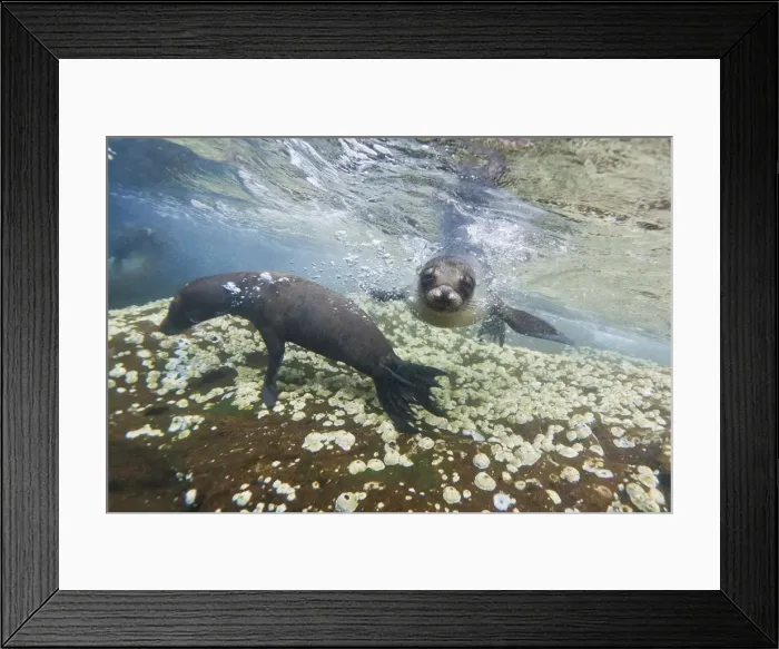 Framed Print : Galapagos sea lions (Zalophus wollebaeki) underwater, Guy Fawkes Islands, Galapagos Islands, Ecuador, South America