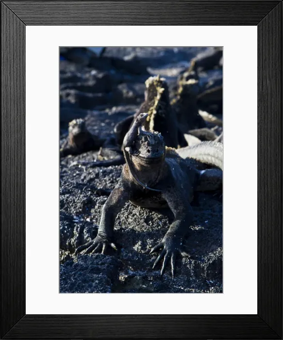 Framed Print : Galapagos marine iguana (Amblyrhynchus cristatus), Fernandina Island, Galapagos Islands, UNESCO World Heritage Site, Ecuador, South America Framed Print : Galapagos marine iguana (Amblyrhynchus cristatus), Fernandina Island, Galapagos Islands, UNESCO World Heritage Site, Ecuador, South America