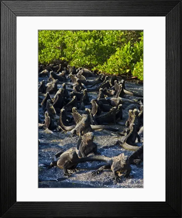 Framed Print : Galapagos marine iguanas (Amblyrhynchus cristatus), Fernandina Island, Galapagos Islands, UNESCO World Heritage Site, Ecuador, South America Framed Print : Galapagos marine iguanas (Amblyrhynchus cristatus), Fernandina Island, Galapagos Islands, UNESCO World Heritage Site, Ecuador, South America