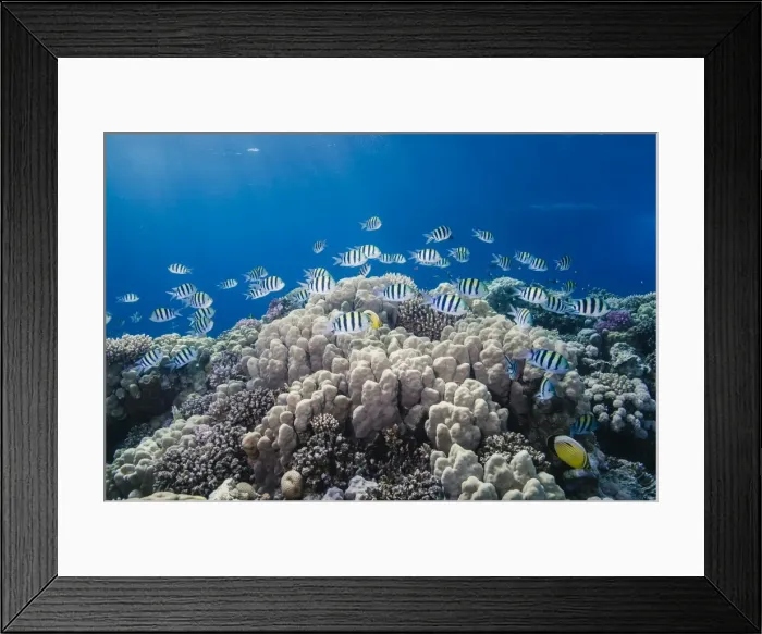 Framed Print : School of sergeant major fish (Abudefduf vaigiensis) over pristine coral reef, Jackson Reef, off Sharm el Sheikh, Sinai, Egypt, Red Sea, Egypt, North Africa, Africa Framed Print : School of sergeant major fish (Abudefduf vaigiensis) over pristine coral reef, Jackson Reef, off Sharm el Sheikh, Sinai, Egypt, Red Sea, Egypt, North Africa, Africa