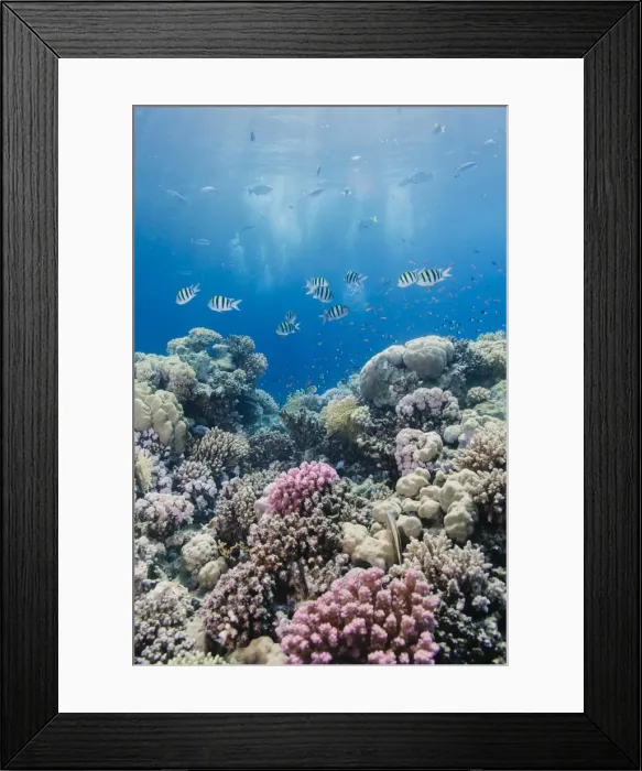 Framed Print : Hard coral and tropical reef scene, Ras Mohammed National Park, off Sharm el Sheikh, Sinai, Egypt, Red Sea, North Africa, Africa Framed Print : Hard coral and tropical reef scene, Ras Mohammed National Park, off Sharm el Sheikh, Sinai, Egypt, Red Sea, North Africa, Africa