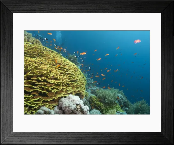 Framed Print : Tropical coral reef scene with a leafy cup coral (salad coral) (Turbinaria reniformi), Ras Mohammed National Park, off Sharm el Sheikh, Sinai, Egypt, Red Sea, Egypt, North Africa, Africa