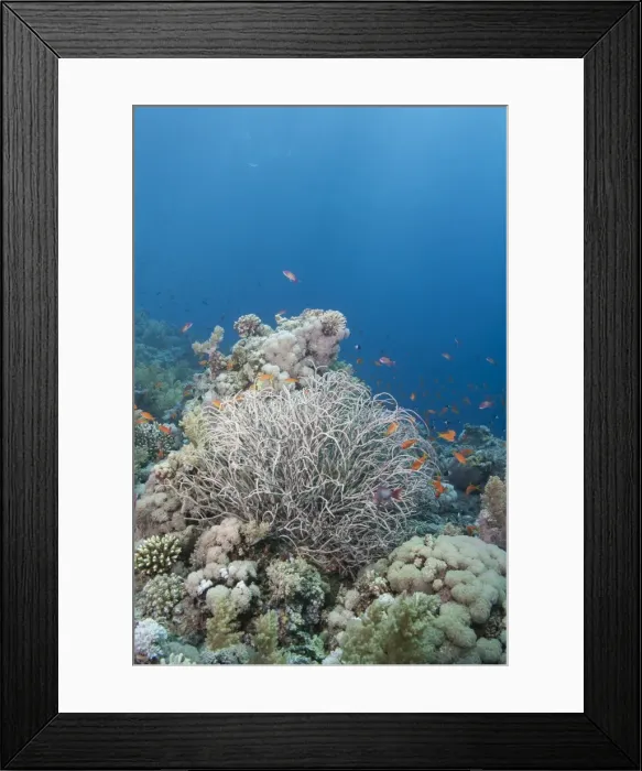 Framed Print : Tropical coral reef with a sea plume (Rumphella aggregata), Ras Mohammed National Park, off Sharm el Sheikh, Sinai, Egypt, Red Sea, Egypt, North Africa, Africa Framed Print : Tropical coral reef with a sea plume (Rumphella aggregata), Ras Mohammed National Park, off Sharm el Sheikh, Sinai, Egypt, Red Sea, Egypt, North Africa, Africa