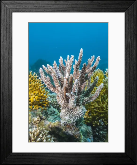 Framed Print : Close-up of staghorn coral (Astreopora myriophthalma), Ras Mohammed National Park, off Sharm el Sheikh, Sinai, Egypt, Red Sea, Egypt, North Africa, Africa Framed Print : Close-up of staghorn coral (Astreopora myriophthalma), Ras Mohammed National Park, off Sharm el Sheikh, Sinai, Egypt, Red Sea, Egypt, North Africa, Africa