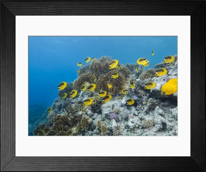 Framed Print : Shoal of Red Sea raccoon butterflyfish (Chaetodon fasciatus), Ras Mohammed National Park, off Sharm el Sheikh, Sinai, Egypt, Red Sea, Egypt, North Africa, Africa Framed Print : Shoal of Red Sea raccoon butterflyfish (Chaetodon fasciatus), Ras Mohammed National Park, off Sharm el Sheikh, Sinai, Egypt, Red Sea, Egypt, North Africa, Africa