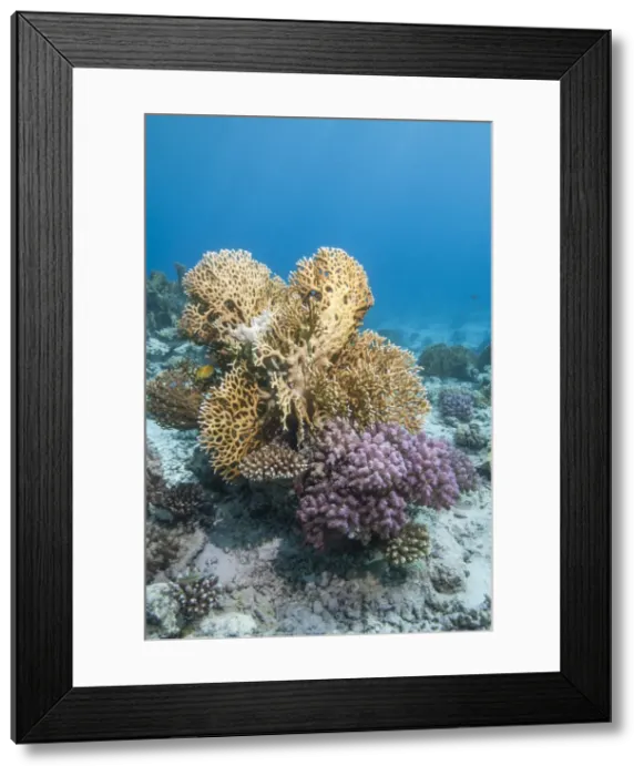 Framed Print : Fire coral and hard coral reef, Ras Mohammed National Park, off Sharm el Sheikh, Sinai, Egypt, Red Sea, Egypt, North Africa, Africa