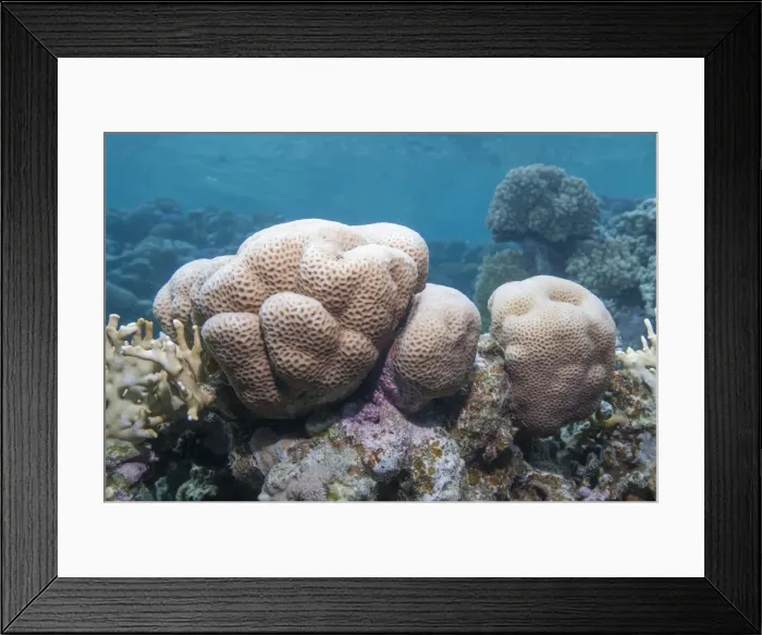 Framed Print : Close-up of brain coral (Platygyra Daedalea), Ras Mohammed National Park, off Sharm el Sheikh, Sinai, Egypt, Red Sea, Egypt, North Africa, Africa Framed Print : Close-up of brain coral (Platygyra Daedalea), Ras Mohammed National Park, off Sharm el Sheikh, Sinai, Egypt, Red Sea, Egypt, North Africa, Africa