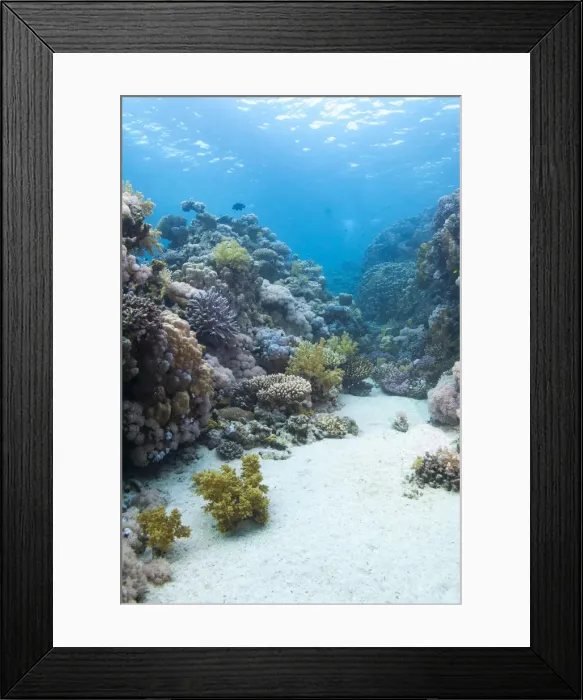 Framed Print : Coral reef scene close to the ocean surface, Ras Mohammed National Park, off Sharm el Sheikh, Sinai Red Sea, Egypt, North Africa, Africa Framed Print : Coral reef scene close to the ocean surface, Ras Mohammed National Park, off Sharm el Sheikh, Sinai Red Sea, Egypt, North Africa, Africa