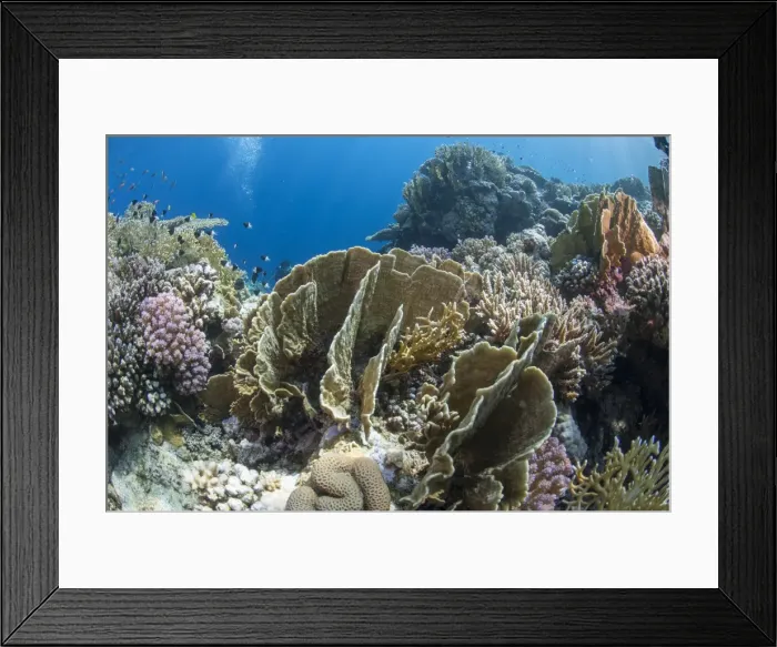 Framed Print : Tropical coral reef scene in natural lighting, Ras Mohammed National Park, off Sharm el Sheikh, Sinai, Egypt, Red Sea, Egypt, North Africa, Africa Framed Print : Tropical coral reef scene in natural lighting, Ras Mohammed National Park, off Sharm el Sheikh, Sinai, Egypt, Red Sea, Egypt, North Africa, Africa