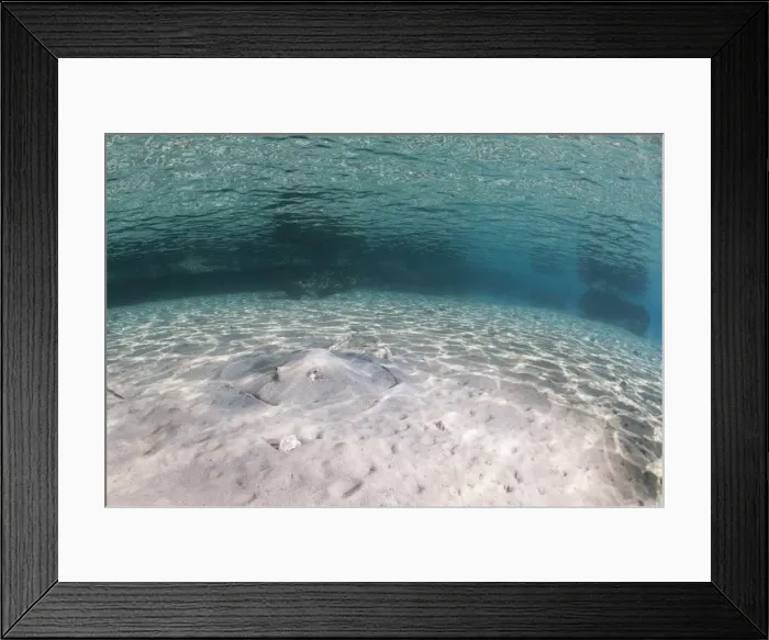 Framed Print : Fish eye view with honeycomb stingray (Himantura uarnak), Shallow bay, Ras Mohammed National Park, off Sharm el Sheikh, Sinai, Egypt, Red Sea, Egypt, North Africa, Africa Framed Print : Fish eye view with honeycomb stingray (Himantura uarnak), Shallow bay, Ras Mohammed National Park, off Sharm el Sheikh, Sinai, Egypt, Red Sea, Egypt, North Africa, Africa