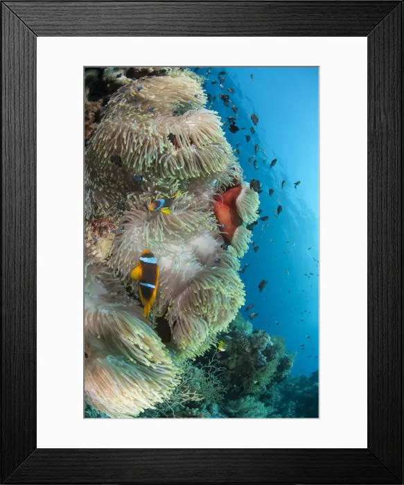 Framed Print : Colony of agnificent anemone (Heteractis magnifica), Ras Mohammed National Park, off Sharm el Sheikh, Sinai, Egypt, Red Sea, Egypt, North Africa, Africa Framed Print : Colony of agnificent anemone (Heteractis magnifica), Ras Mohammed National Park, off Sharm el Sheikh, Sinai, Egypt, Red Sea, Egypt, North Africa, Africa