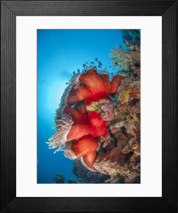 Framed Print : Magnificent anemone (Heteractis magnifica), Ras Mohammed National Park, off Sharm el Sheikh, Sinai, Egypt, Red Sea, Egypt, North Africa, Africa Framed Print : Magnificent anemone (Heteractis magnifica), Ras Mohammed National Park, off Sharm el Sheikh, Sinai, Egypt, Red Sea, Egypt, North Africa, Africa
