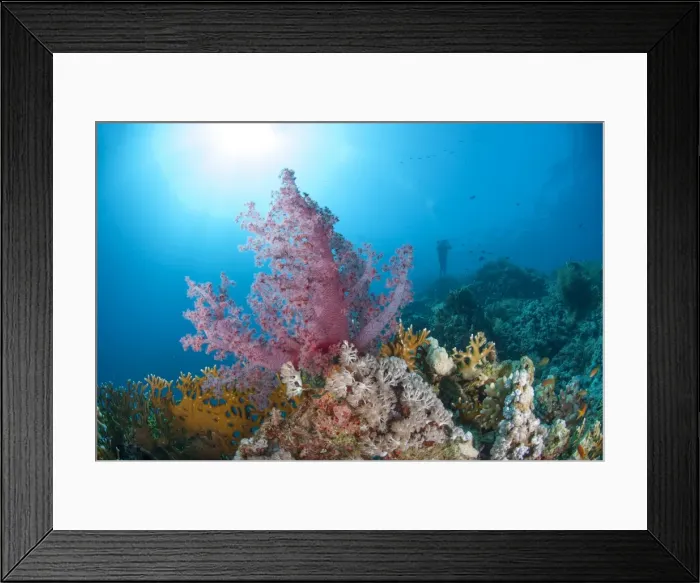 Framed Print : Purple soft coral, Ras Mohammed National Park, off Sharm el Sheikh, Sinai, Egypt, Red Sea, Egypt, North Africa, Africa Framed Print : Purple soft coral, Ras Mohammed National Park, off Sharm el Sheikh, Sinai, Egypt, Red Sea, Egypt, North Africa, Africa