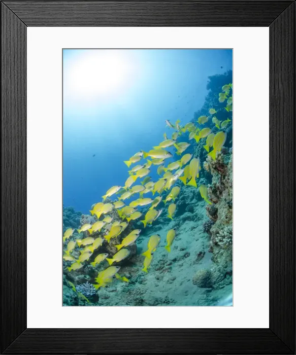 Framed Print : Medium shoal or school of blue striped snapper (Lutjanus kasmira) close to coral reef, Naama Bay, off Sharm el Sheikh, Sinai, Egypt, Red Sea, Egypt, North Africa, Africa