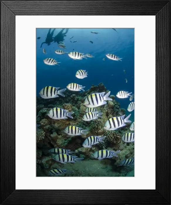 Framed Print : Shoal or school of sergeant major fish, (Abudefduf vaigiensis), Naama Bay, off Sharm el Sheikh, Sinai, Egypt, Red Sea, Egypt, North Africa, Africa Framed Print : Shoal or school of sergeant major fish, (Abudefduf vaigiensis), Naama Bay, off Sharm el Sheikh, Sinai, Egypt, Red Sea, Egypt, North Africa, Africa
