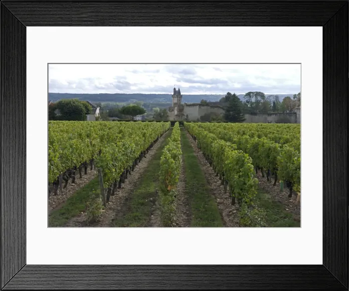 Framed Print : Vineyard, Chinon, Indre-et-Loire, Touraine, France, Europe Framed Print : Vineyard, Chinon, Indre-et-Loire, Touraine, France, Europe