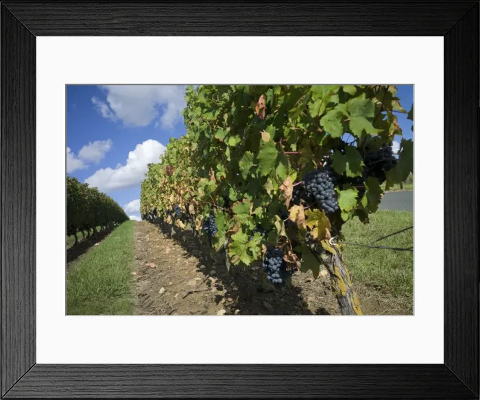 Framed Print : Vineyard, Saumur, Maine-et-Loire, Loire Valley, France, Europe Framed Print : Vineyard, Saumur, Maine-et-Loire, Loire Valley, France, Europe