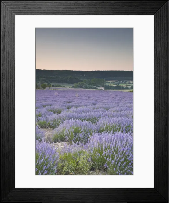 Framed Print : Lavender fields near Sault, Vaucluse, Provence, France, Europe Framed Print : Lavender fields near Sault, Vaucluse, Provence, France, Europe