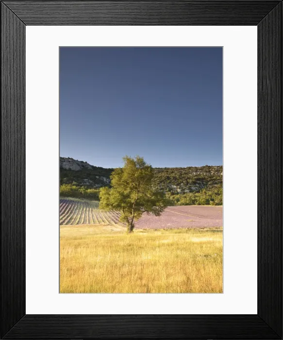 Framed Print : A lavender field near to Apt, Vaucluse, Provence, France, Europe Framed Print : A lavender field near to Apt, Vaucluse, Provence, France, Europe