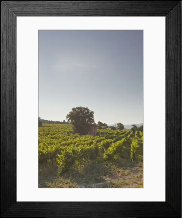 Framed Print : An old house amongst vineyards near to Apt, Vaucluse, Provence, France, Europe Framed Print : An old house amongst vineyards near to Apt, Vaucluse, Provence, France, Europe