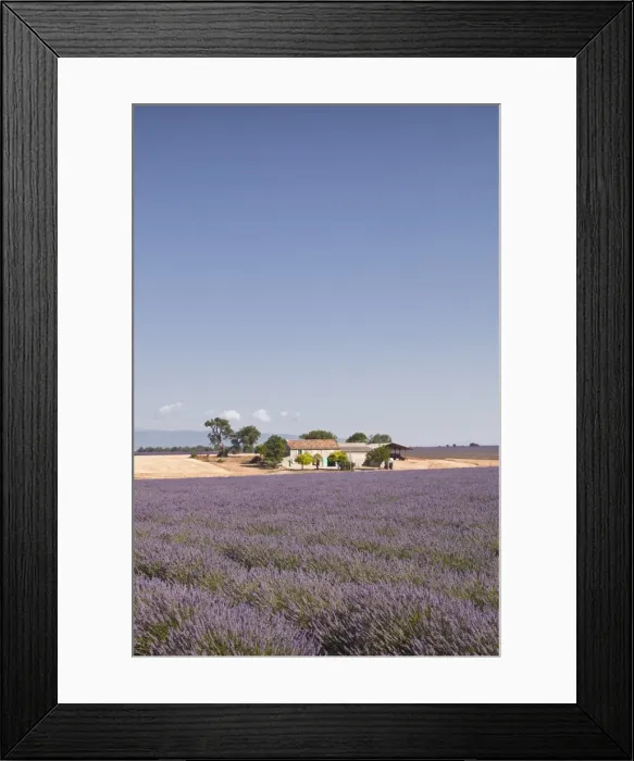 Framed Print : A house amongst lavender fields on the Plateau de Valensole, Alpes-de-Haute-Provence, Provence, France, Europe Framed Print : A house amongst lavender fields on the Plateau de Valensole, Alpes-de-Haute-Provence, Provence, France, Europe