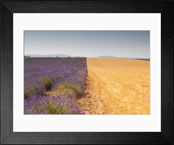 Framed Print : Lavender and wheat growing side by side on the Plateau de Valensole in Provence, France, Europe