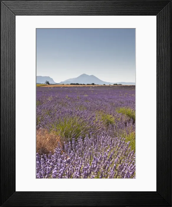 Framed Print : Lavender growing on the Plateau de Valensole in Provence, France, Europe