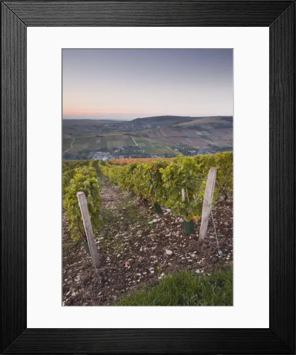 Framed Print : The vineyards of Sancerre draped in autumn colours, Cher, Centre, France, Europe Framed Print : The vineyards of Sancerre draped in autumn colours, Cher, Centre, France, Europe