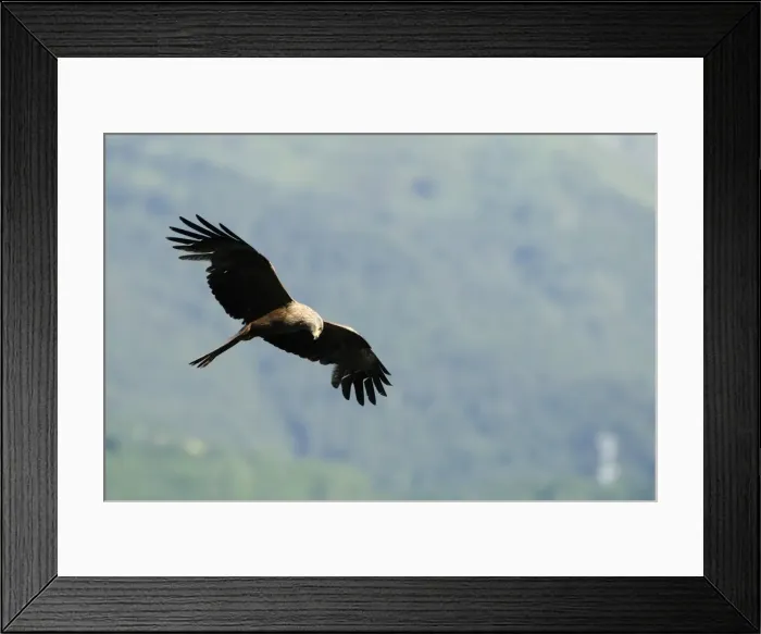 Framed Print : Black kite (Milvus migrans) in flight hunting passerines, Luz Saint Sauveur, Haute-Pyrenees, France, Europe Framed Print : Black kite (Milvus migrans) in flight hunting passerines, Luz Saint Sauveur, Haute-Pyrenees, France, Europe