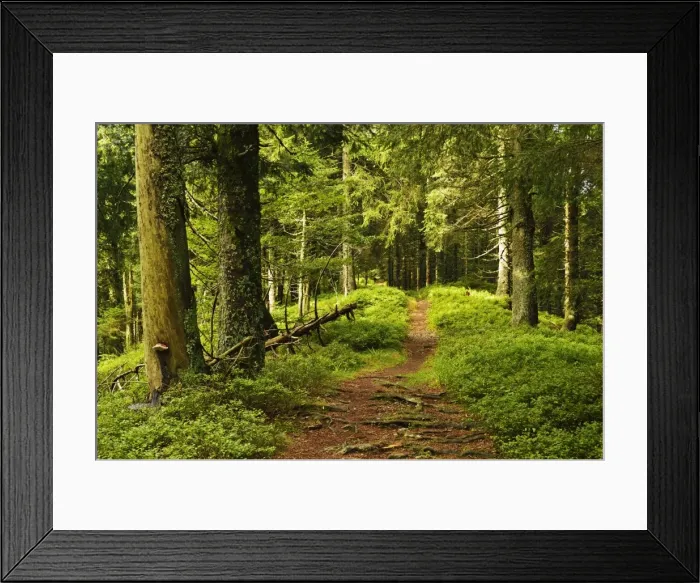 Framed Print : Walking trail, Hochkopf, near Schonau, Black Forest, Baden-Wurttemberg, Germany, Europe Framed Print : Walking trail, Hochkopf, near Schonau, Black Forest, Baden-Wurttemberg, Germany, Europe