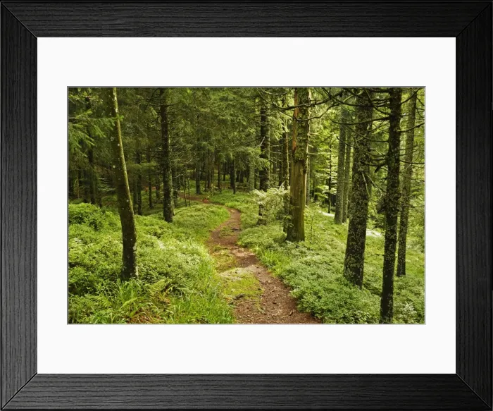 Framed Print : Walking trail, Hochkopf, near Schonau, Black Forest, Baden-Wurttemberg, Germany, Europe Framed Print : Walking trail, Hochkopf, near Schonau, Black Forest, Baden-Wurttemberg, Germany, Europe