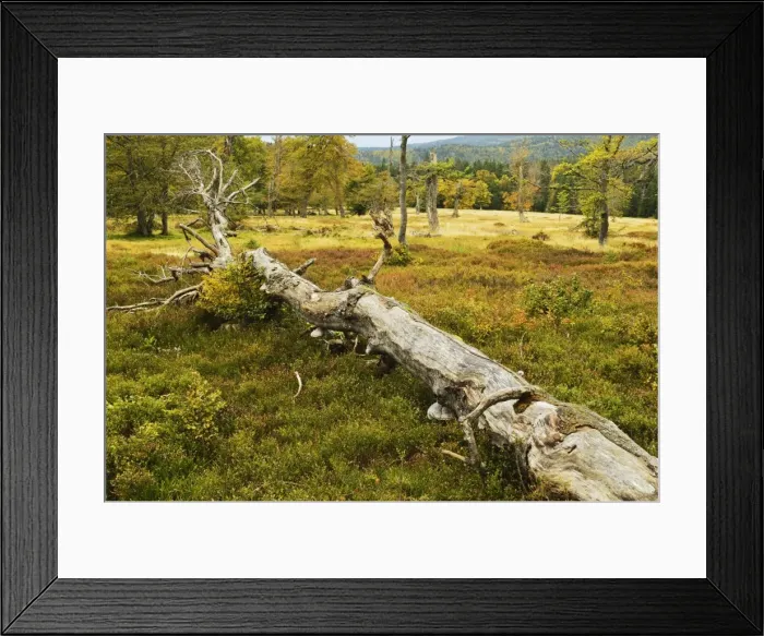 Framed Print : Pature with autumn colors, Bavarian Forest National Park, Bavarian Forest, Bavaria, Germany, Europe Framed Print : Pature with autumn colors, Bavarian Forest National Park, Bavarian Forest, Bavaria, Germany, Europe