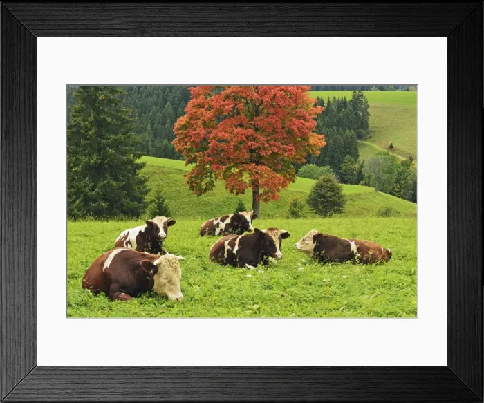 Framed Print : Bulls on pasture and maple tree, Black Forest, Schwarzwald-Baar, Baden-Wurttemberg, Germany, Europe Framed Print : Bulls on pasture and maple tree, Black Forest, Schwarzwald-Baar, Baden-Wurttemberg, Germany, Europe