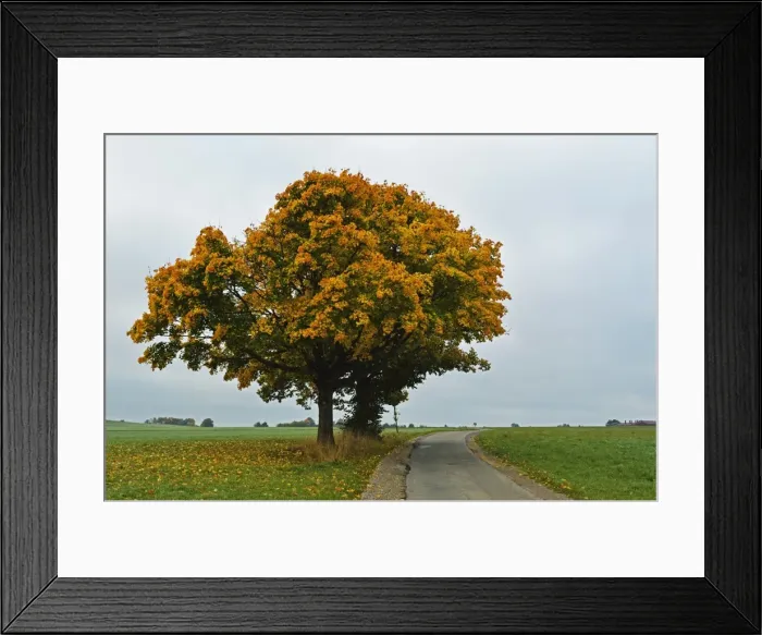Framed Print : Maple tree with autumn colors, near Villingen-Schwenningen, Black Forest, Schwarzwald-Baar, Baden-Wurttemberg, Germany, Europe Framed Print : Maple tree with autumn colors, near Villingen-Schwenningen, Black Forest, Schwarzwald-Baar, Baden-Wurttemberg, Germany, Europe