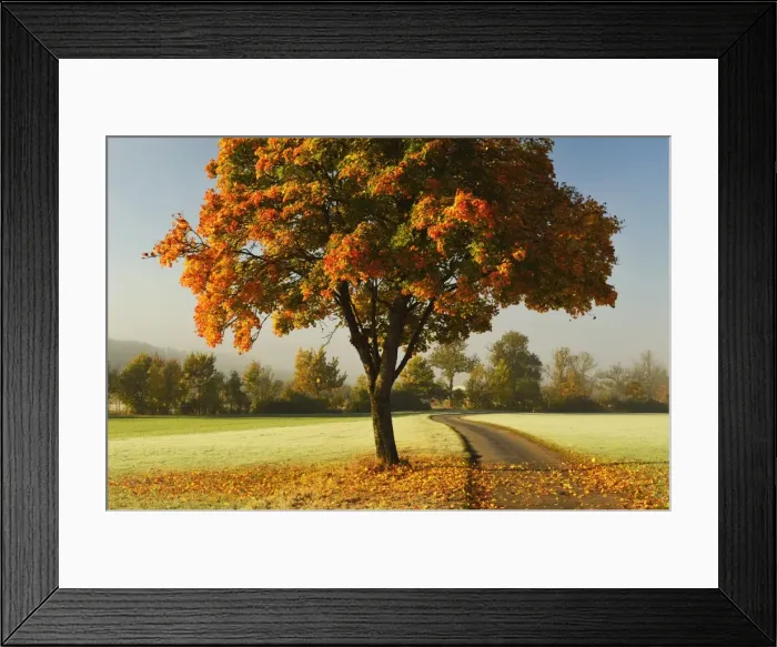 Framed Print : Maple tree and morning fog in autumn, near Villingen-Schwenningen, Baden-Wurttemberg, Germany, Europe
